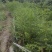 红豆衫1.5~2m