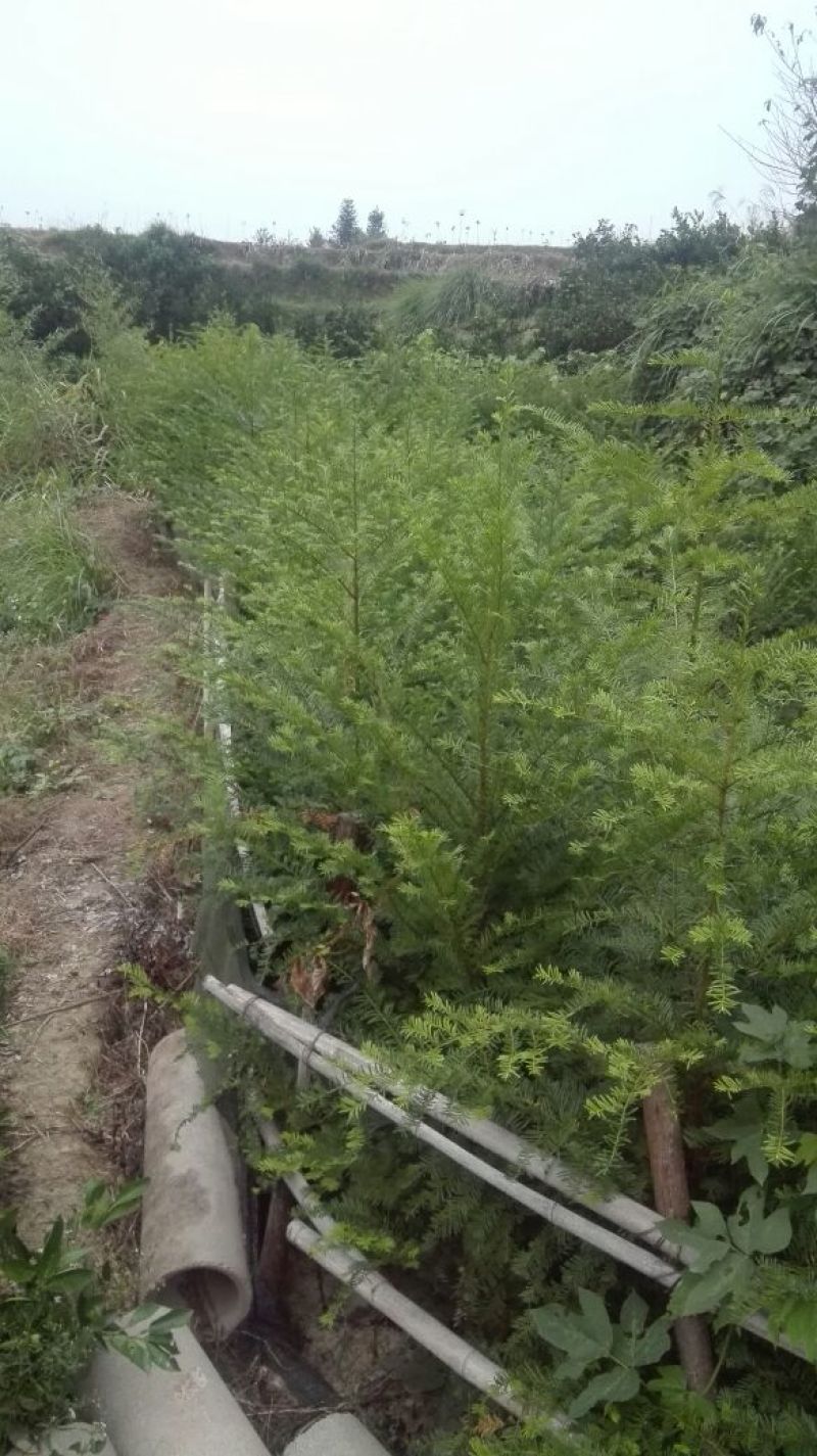 红豆衫1.5~2m
