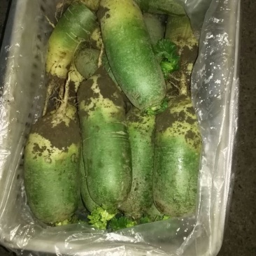 水果萝卜1~1.5斤起