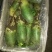 水果萝卜1~1.5斤起