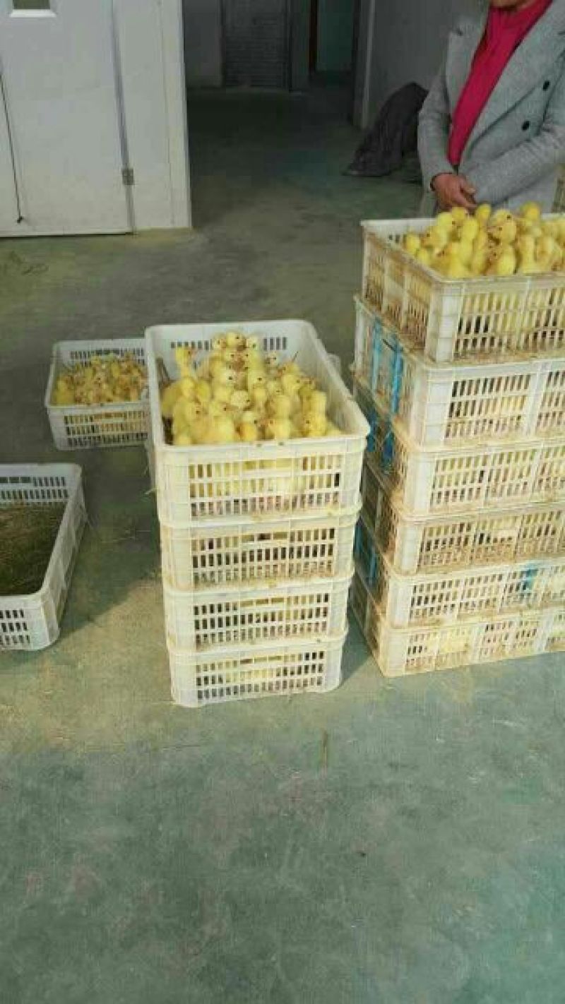 鹅苗250g以下
