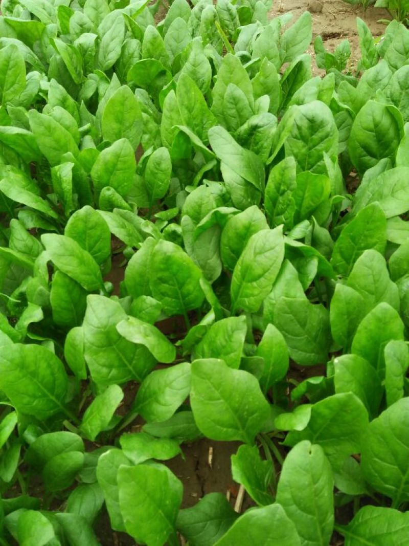 越冬菠菜15~20厘米