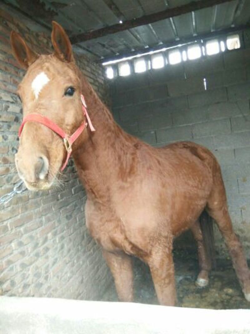 肉马