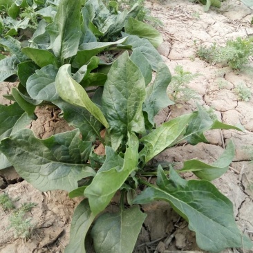 大叶菠菜