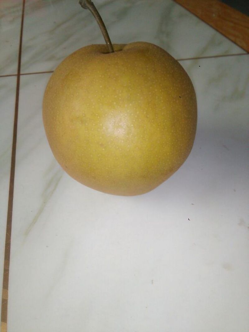 晚秋黄梨500~550g纸袋