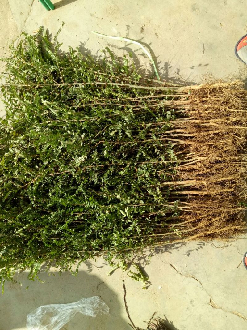 皂角树苗30~50cm