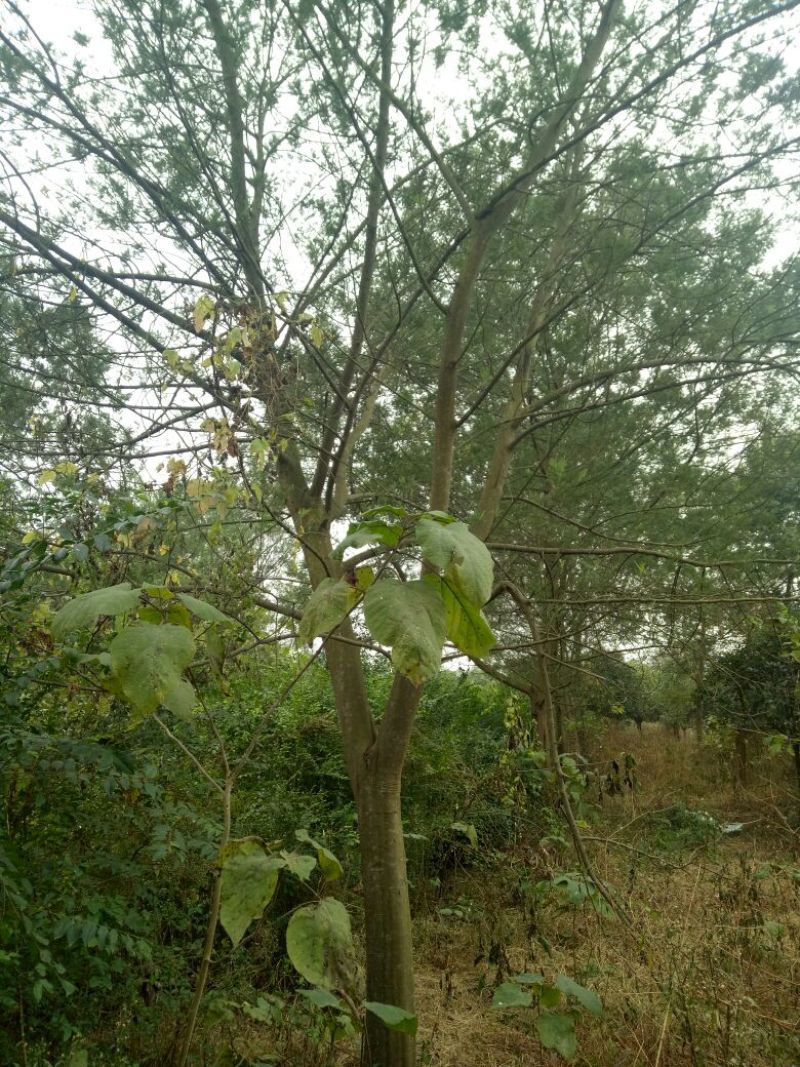 合欢18~20cm