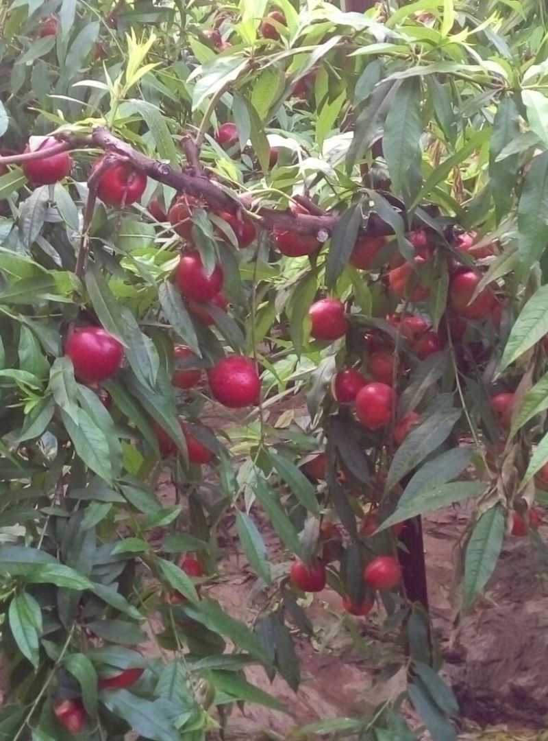 优质中油4号油桃现货