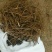 油牡丹苗10~20cm