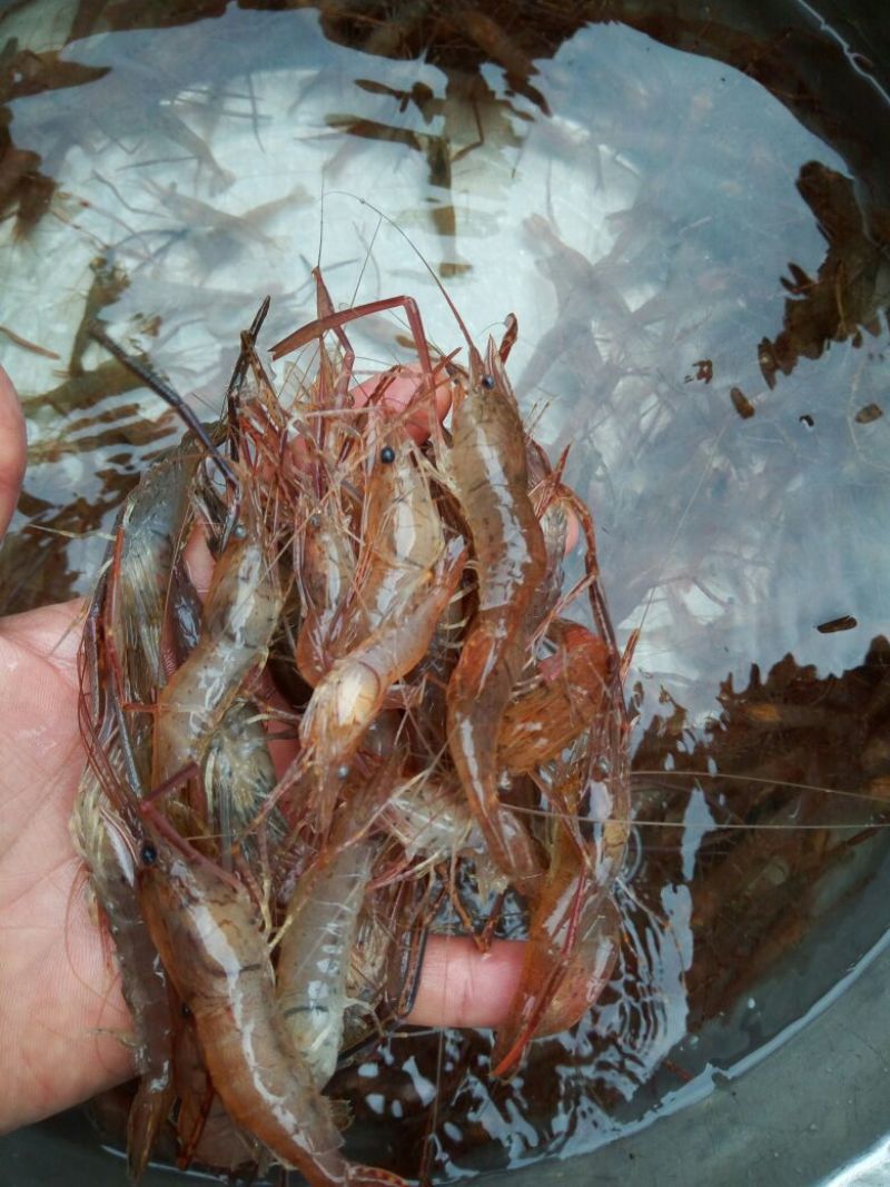 河虾活虾16~20只/kg
