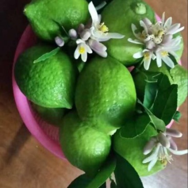香水柠檬