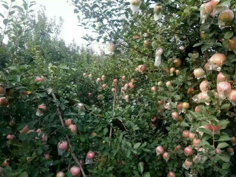 红富士苹果75mm以上膜袋