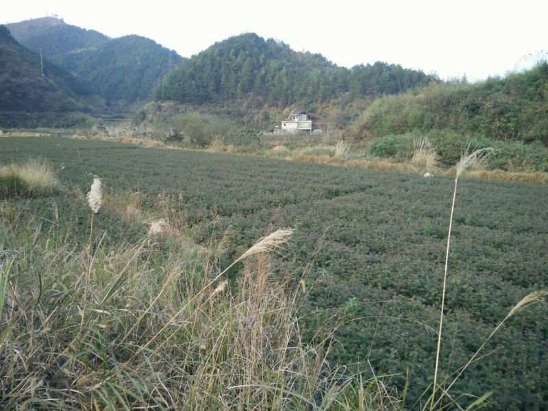 杉木小苗20~40cm