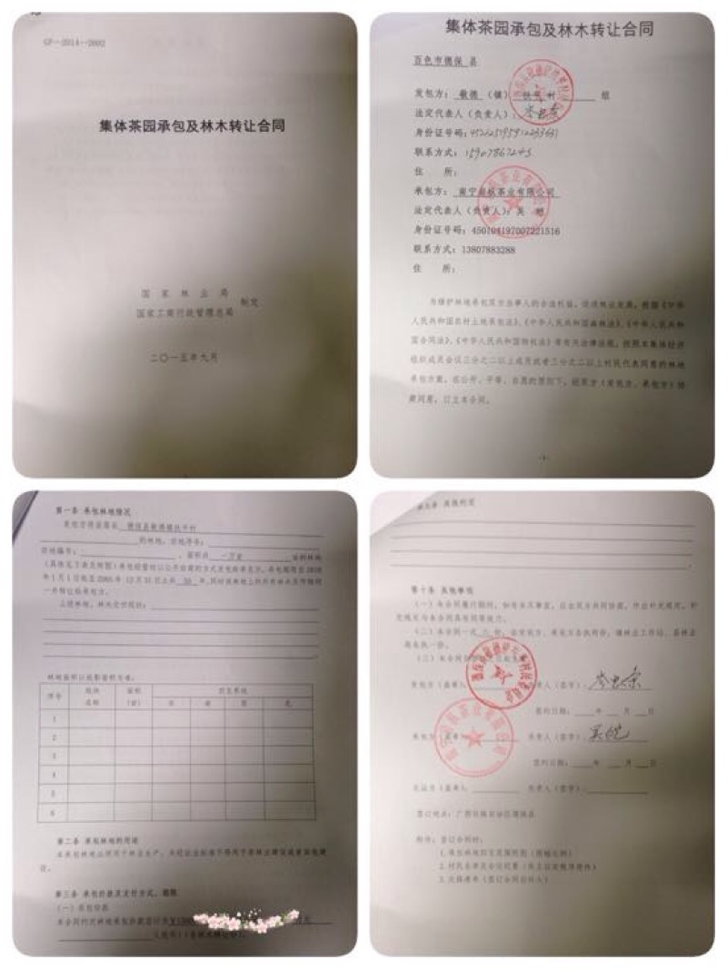 老树茶