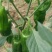 芜湖椒10~15厘米青