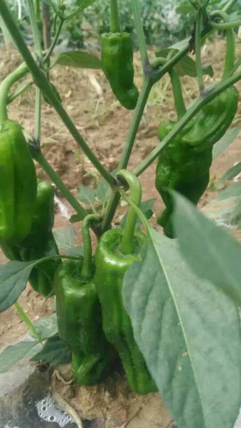 芜湖椒10~15厘米青