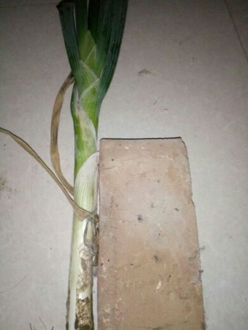 长白大葱毛葱2cm左右