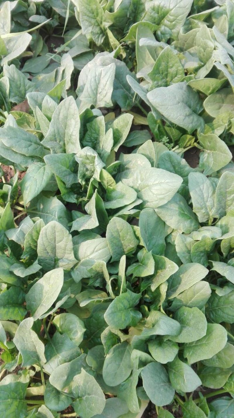越冬菠菜10~15厘米