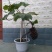 盆栽葡萄80~100cm