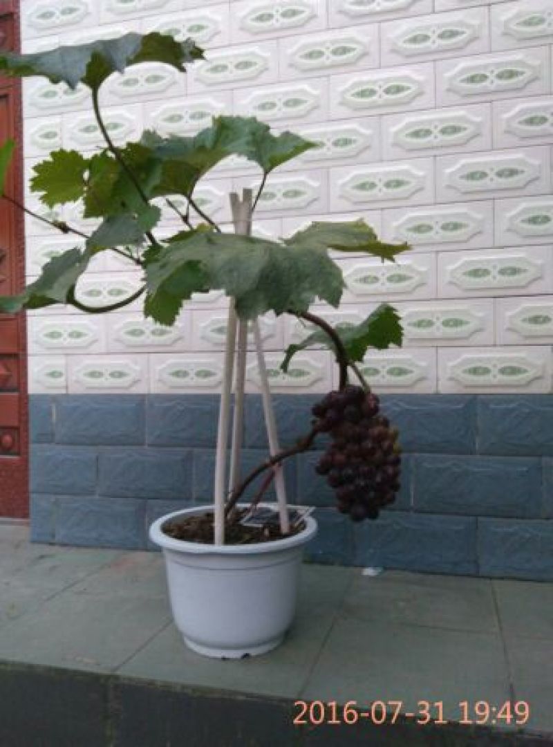 盆栽葡萄80~100cm
