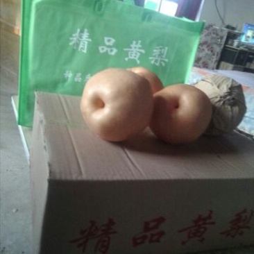 晚秋黄梨600g以上纸箱