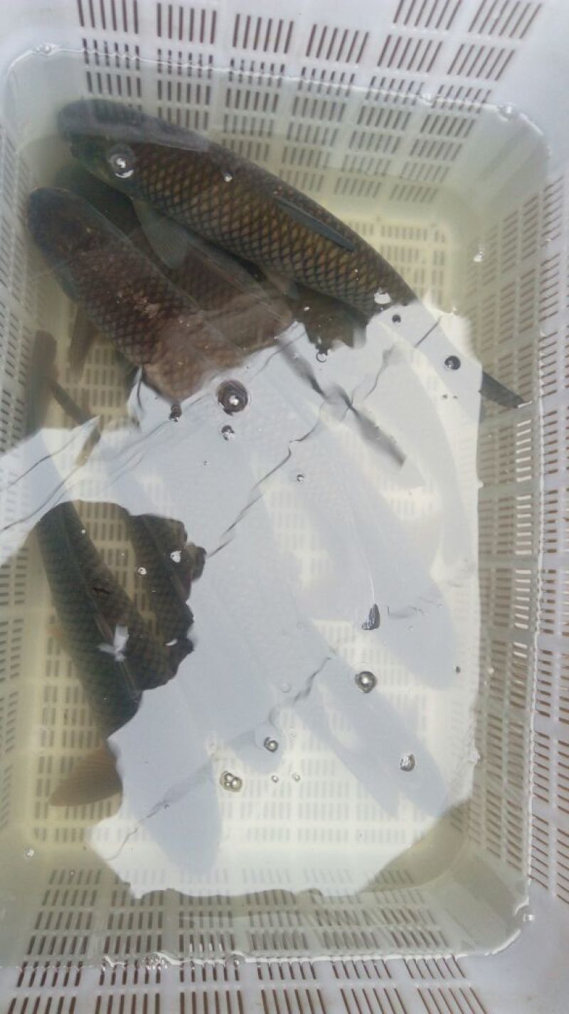 池鲤鱼1~2公斤食用