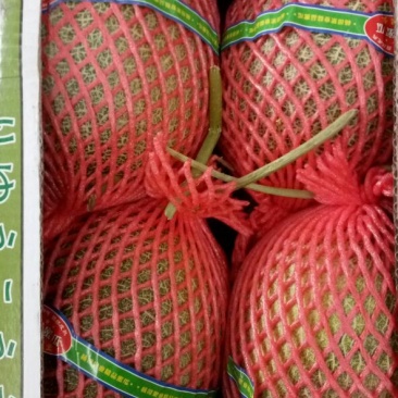 海南25号哈密瓜1斤以上椭圆形