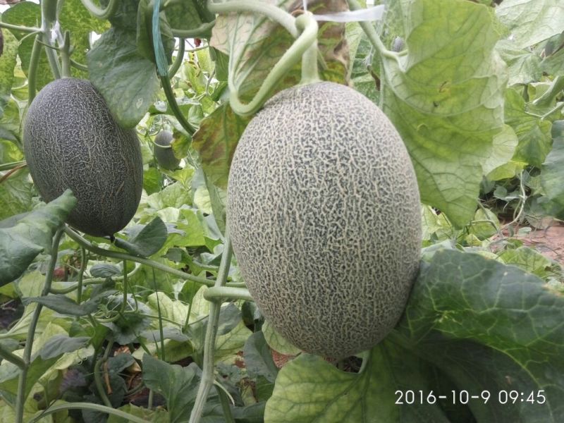 西州蜜瓜5斤以上椭圆形
