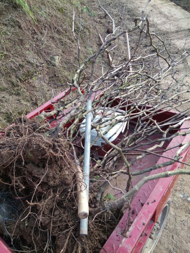 夏黑葡萄苗3年80~110cm