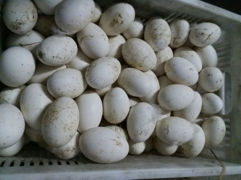 土鹅蛋食用