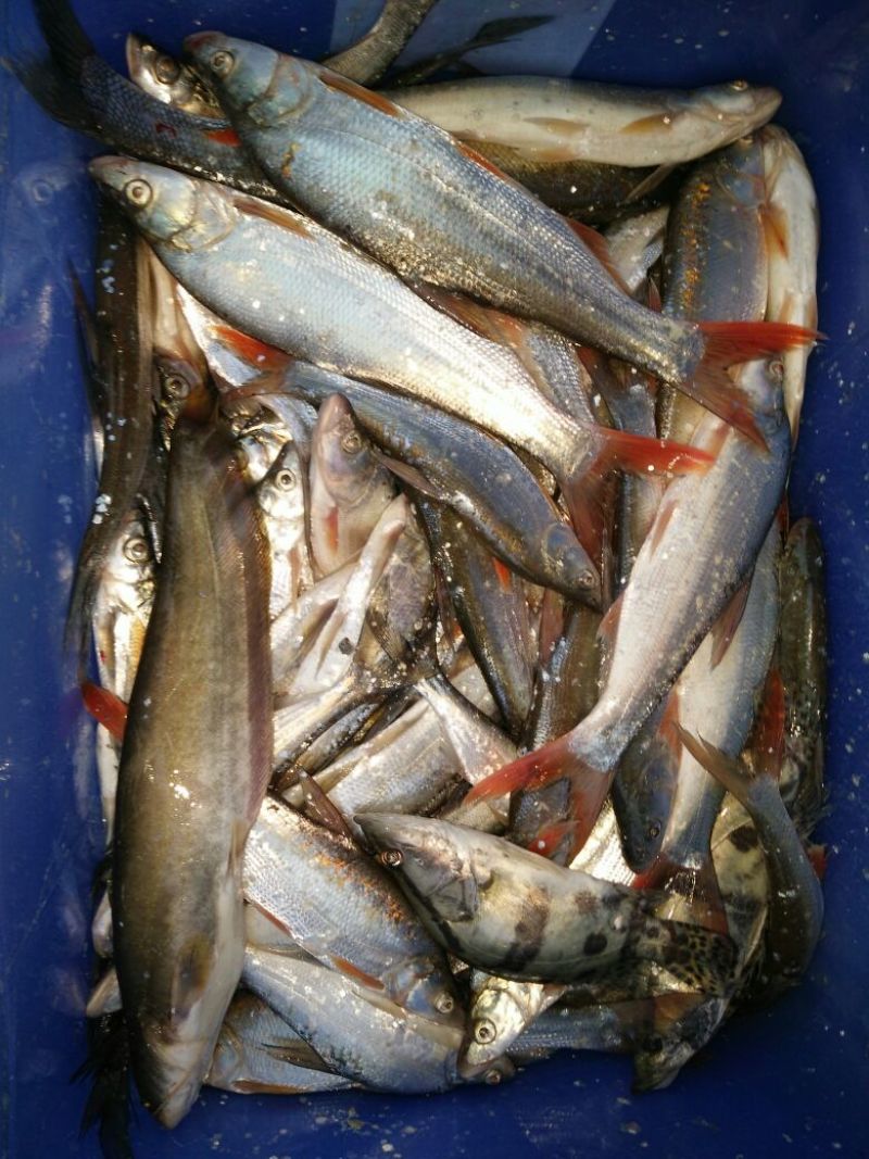 餐条鱼干