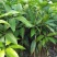 芒果苗1m以下