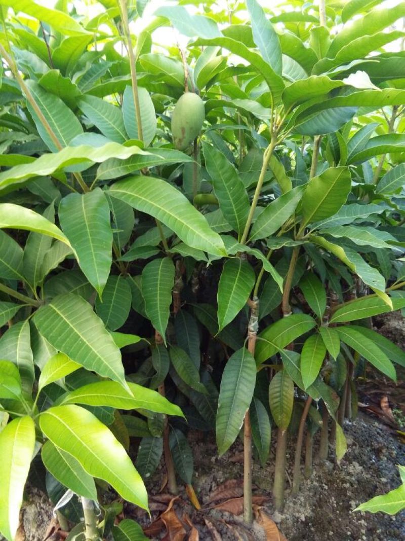 芒果苗1m以下