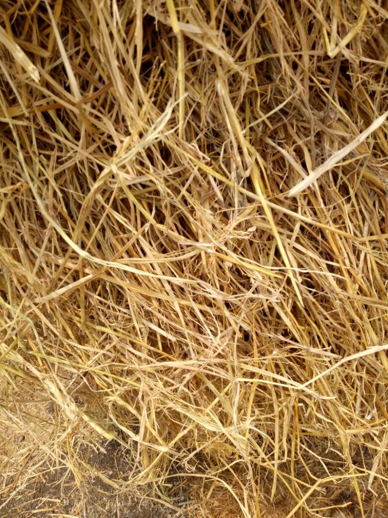 稻草60公分以下