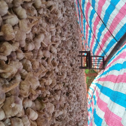 河南开封市杞县大蒜 混级统货批发_白欢供应_