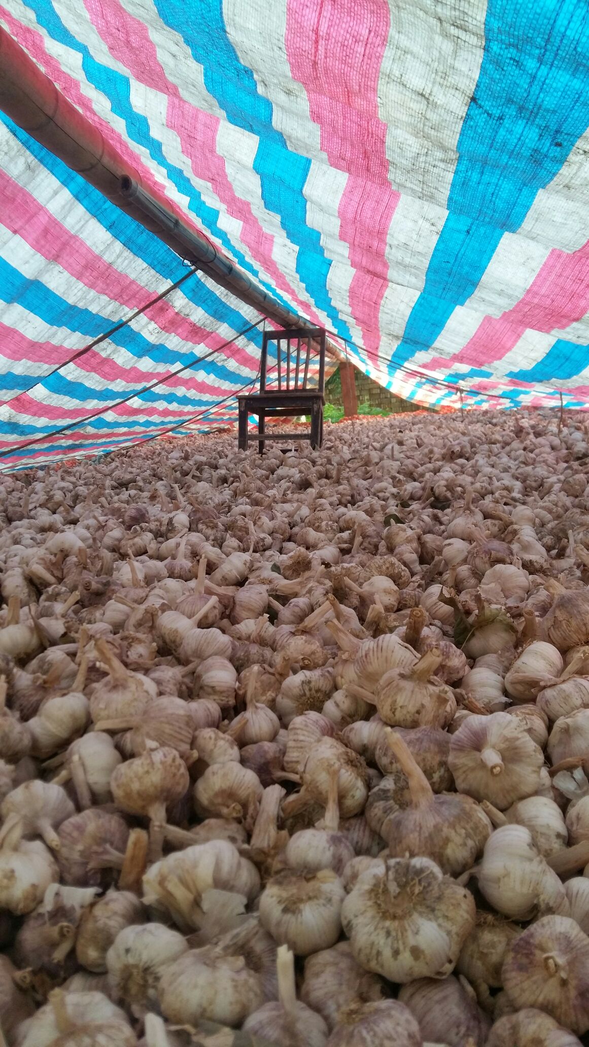 河南开封市杞县大蒜 混级统货批发_白欢供应_