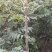 红油香椿树81~110cm