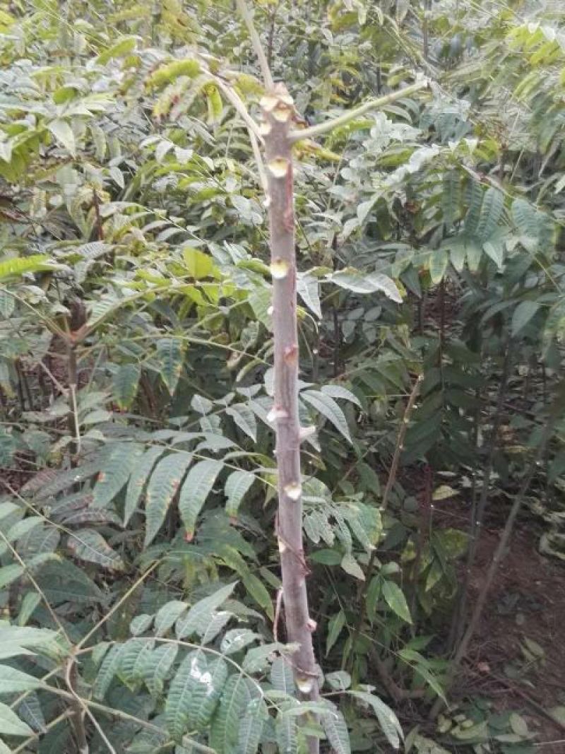 红油香椿树81~110cm
