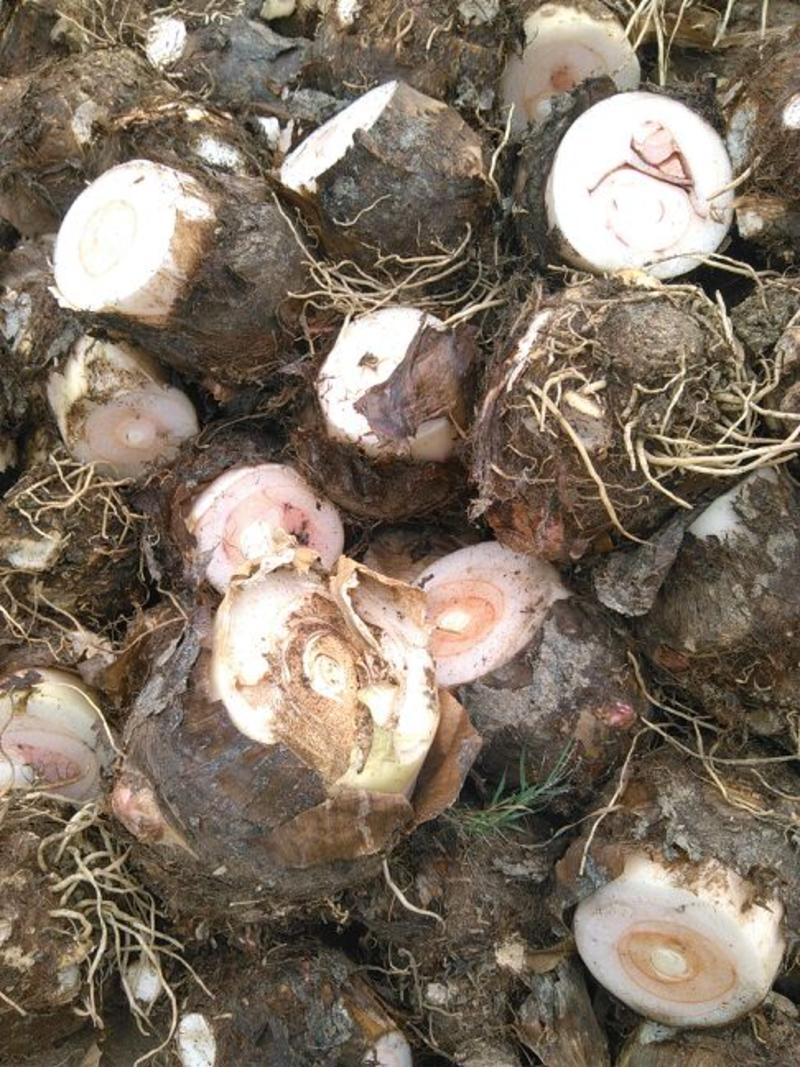 红芽芋1厘米以上，一手货源，产地直发，价优物美，