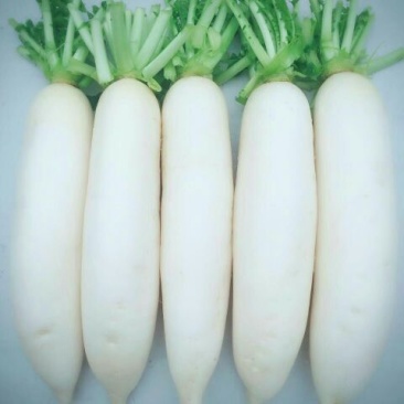 白萝卜1~1.5斤起