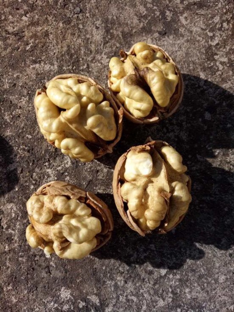 纸皮核桃