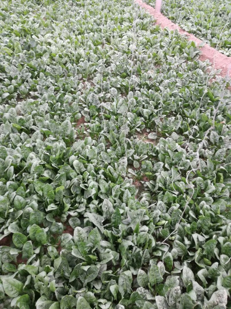 大叶菠菜15~20厘米