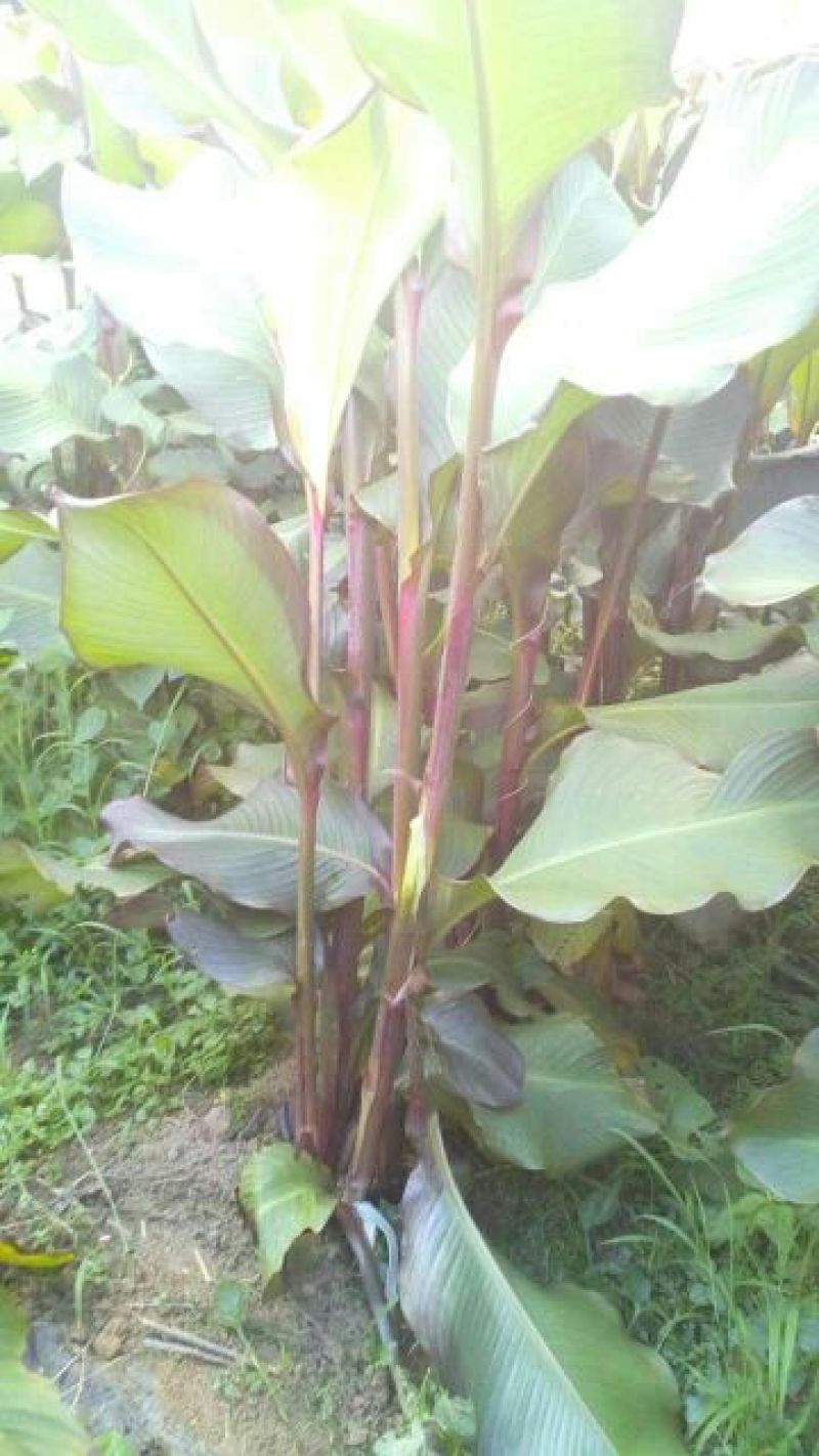 芭蕉芋6厘米以上