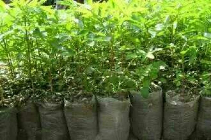 花椒苗0.5~1年