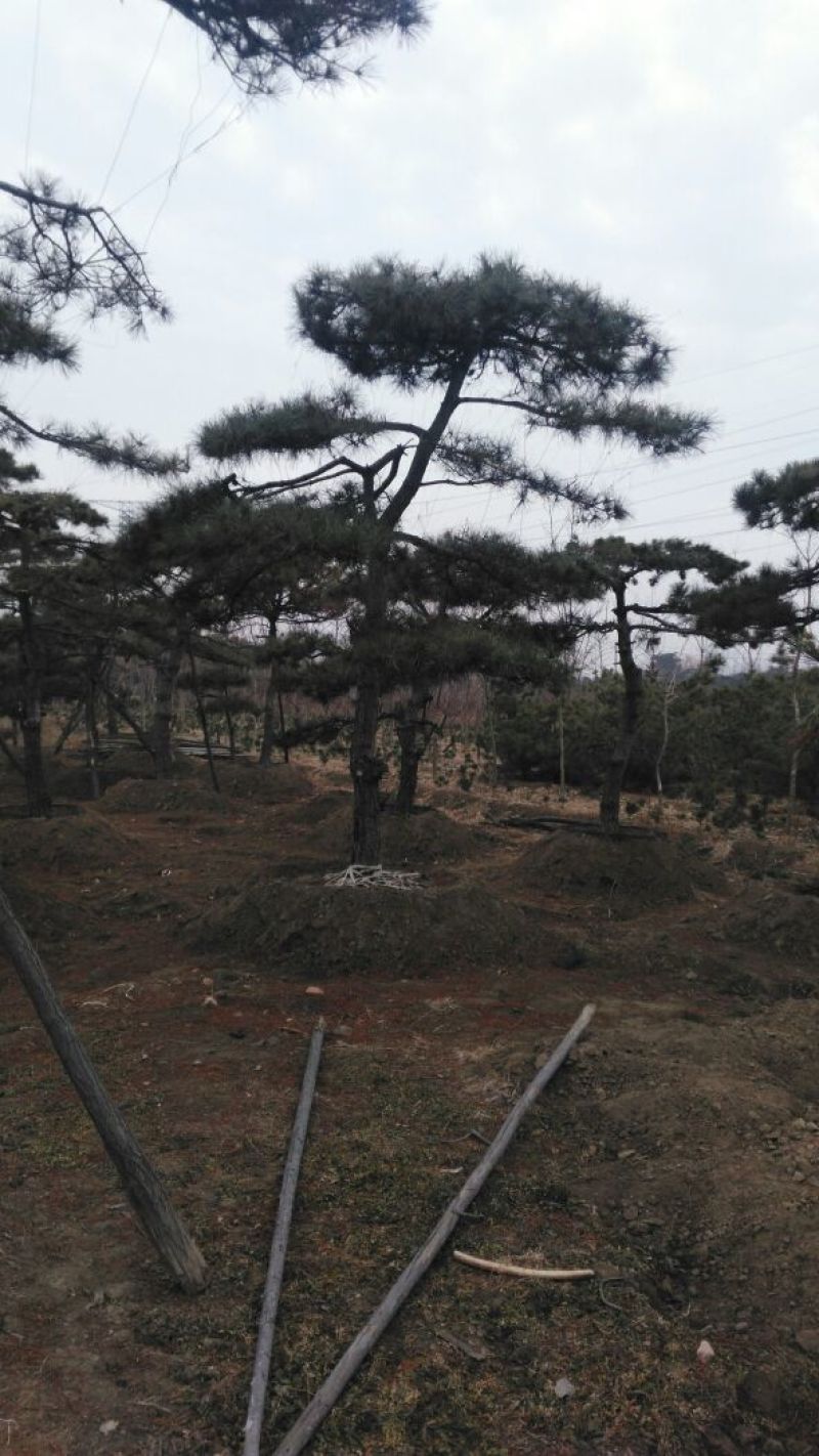 泰安成运苗木出售形道树造型油松，泰山景松