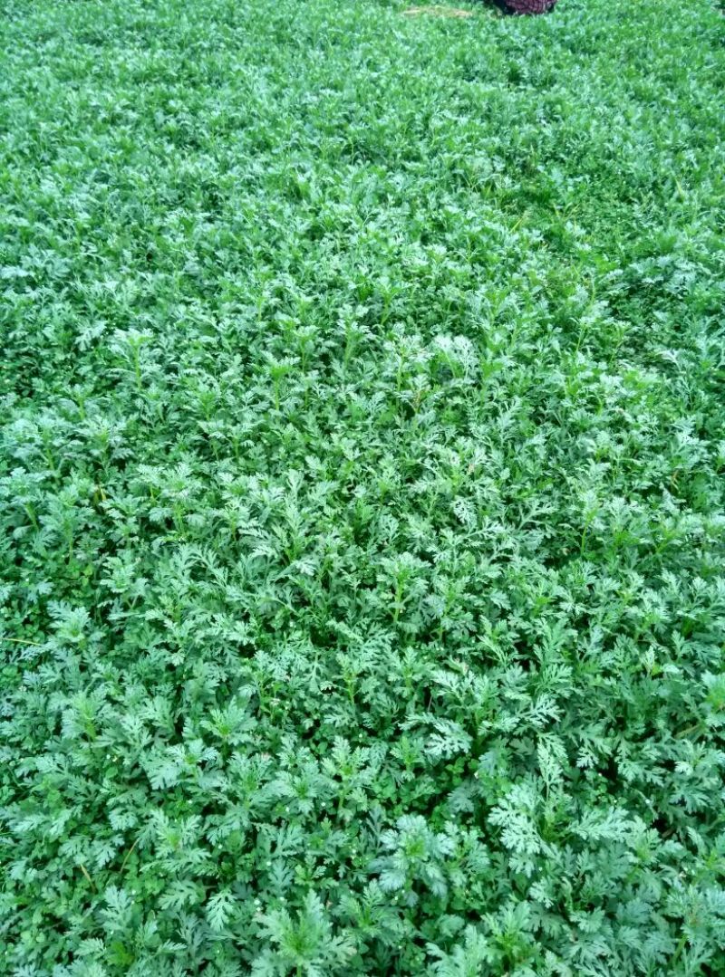 小叶茼蒿15~20cm