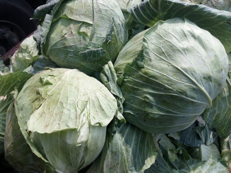 供应山东菏泽京丰甘蓝，包菜，平包供应经纪人一手货源，