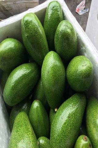 新西兰牛油果全国_批发_供应-一亩田农业网_专