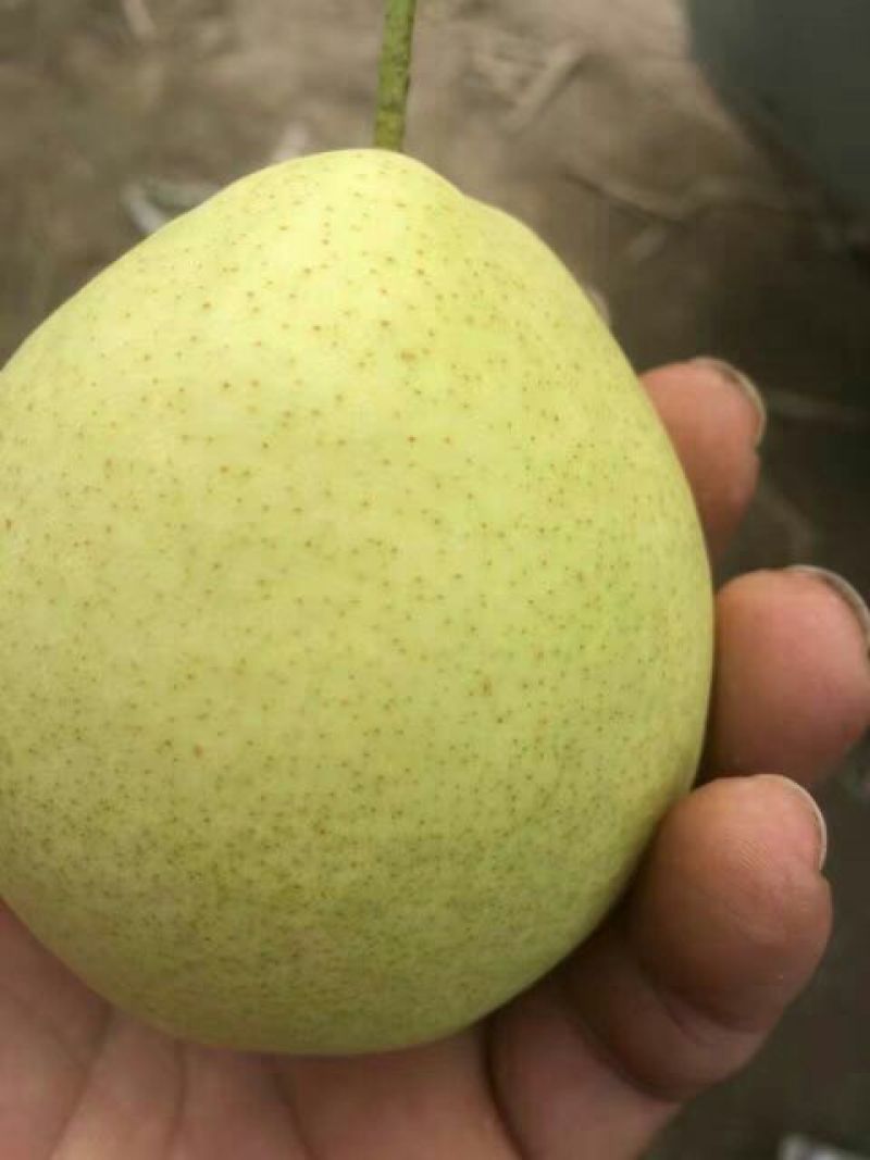 长把梨200~250g纸袋