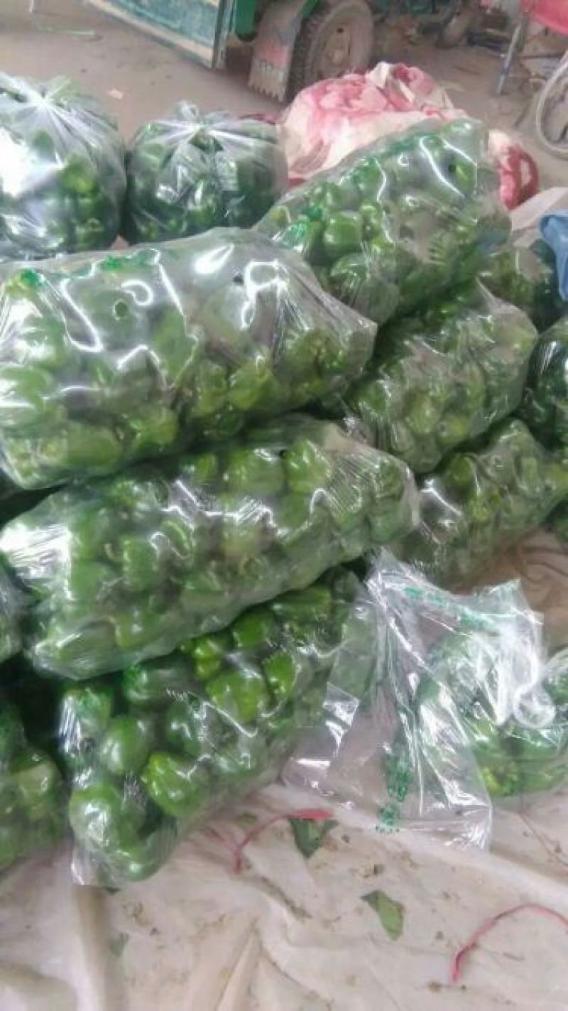 太空椒河北大量上市需要联系老板，质量好价格低